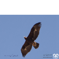 گونه عقاب طلایی Golden Eagle